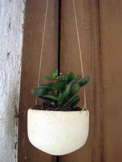 bols-test-plantes-refrectari-torn