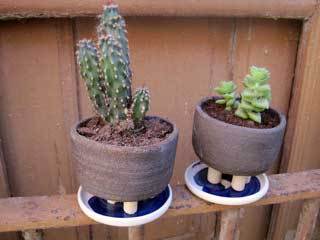 cactus-testos-refrectari-