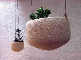 testos-cactus-refrectari