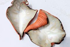 Casiraro, Patrizia