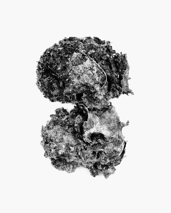 Baramor (Sea Bread), 2010.13 40 x 50 cm. Fotografía de Hervé Jézéquel