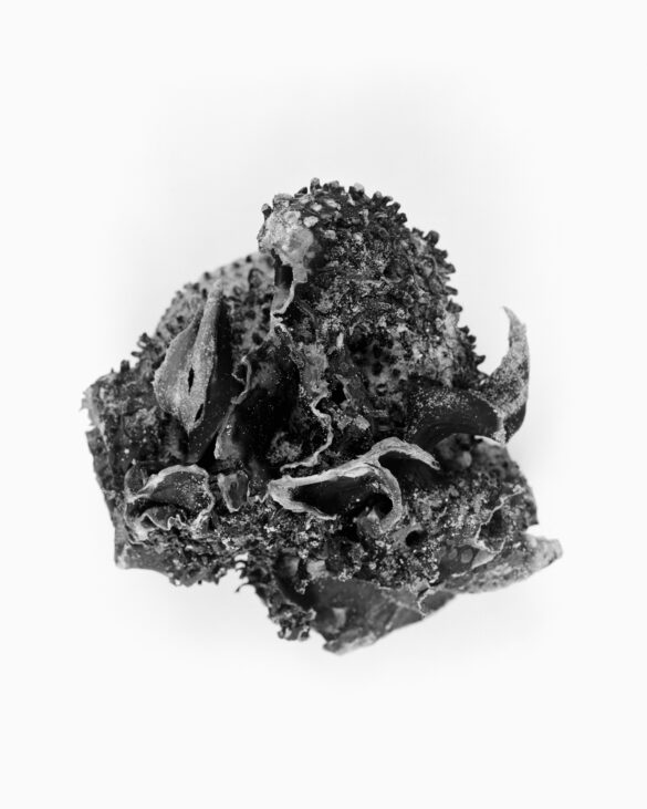 Baramor (Sea Bread), 2010.13 40 x 50 cm. Fotografía de Hervé Jézéquel